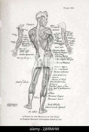 Une étude des muscles du corps humain par Eugénie Richards, Nottingham School of Art. Etude de la figure masculine du livre ' Etudes de la figure humaine : Avec quelques notes sur le dessin et l'anatomie ' par George Montague Ellwood, et Francis Rowland Yerbury, Date de publication 1918 Editeur Londres : B.T. Batsford Banque D'Images