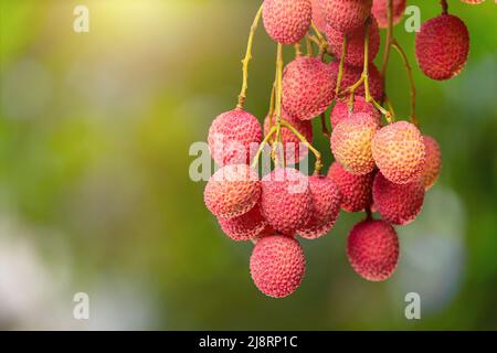 litchi sur arbre Banque D'Images