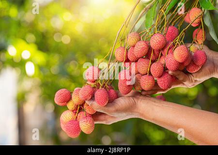 litchi sur arbre Banque D'Images