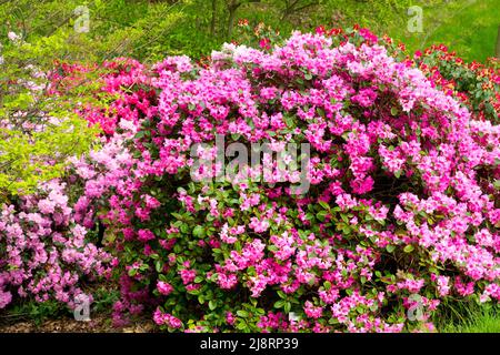 Rose Rhododendron 'Vater Böhlje' Banque D'Images