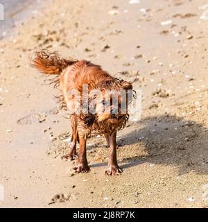Un chien cavalier King charles, un chiot rubis ronflant lorsqu'il sort de l'eau, sur la plage Banque D'Images