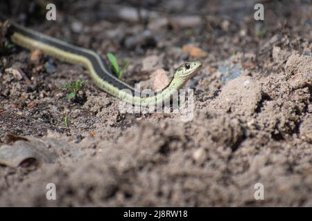 serpent sur le sol avec la tête vers le haut Banque D'Images