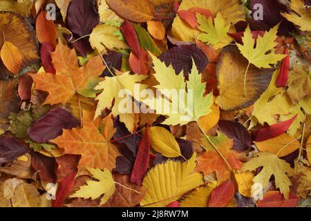 Arrière-plan de l'automne - feuilles d'érable séchées, jaunes, vertes, orange, pourpres et rouges, aulne, sumac, cerise, disposées au hasard. Vue de dessus vers le bas. Gros plan Banque D'Images