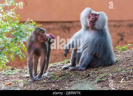 Babouin de Hamadryas mâle adulte (Papio hamadryas) et sa partenaire femelle ayant des fonds rouges enflés afin d'indiquer qu'ils sont prêts à s'accoupler Banque D'Images