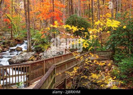 Pont à Anna Ruby Falls, Géorgie, États-Unis en automne. Banque D'Images