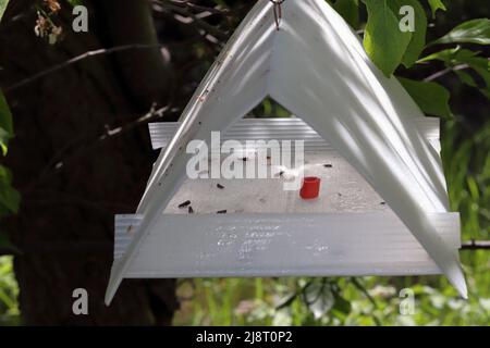 Le papillon des fruits, le papillon des prunes, la mouche rouge des prunes (Cydia funebrana, Laspeyresia funebrana, Grapholita funebrana), a attrapé des individus dans un piège à phéromone. Banque D'Images