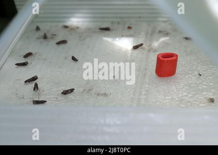 Le papillon des fruits, le papillon des prunes, la mouche rouge des prunes (Cydia funebrana, Laspeyresia funebrana, Grapholita funebrana), a attrapé des individus dans un piège à phéromone. Banque D'Images