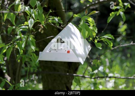 Le papillon des fruits, le papillon des prunes, la mouche rouge des prunes (Cydia funebrana, Laspeyresia funebrana, Grapholita funebrana), a attrapé des individus dans un piège à phéromone. Banque D'Images