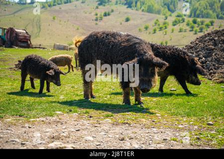 Un cochon noir dans les environs du village dans le territoire de l'Altaï, Sibérie occidentale, Russie Banque D'Images