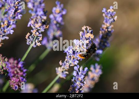 Une abeille en pierre recueille le nectar sur un bleu de lavande violet Banque D'Images