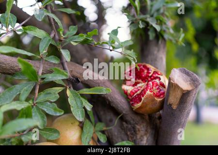 fruits de grenade ouverts brisés sur un arbre. beau mûr délicieux fruits frais dans le style de vie du jardin. Banque D'Images