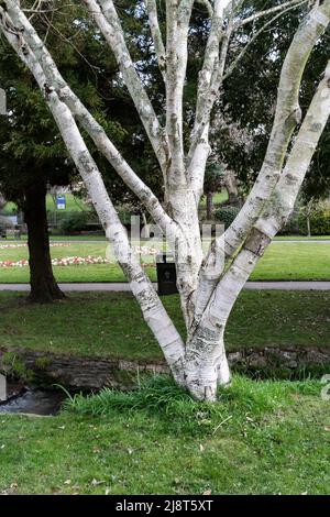 Bouleau de l'Himalaya - Betula utilis var. Jacquemontil AGM croissant dans les jardins de Trenance à Newquay, en Cornouailles. Banque D'Images