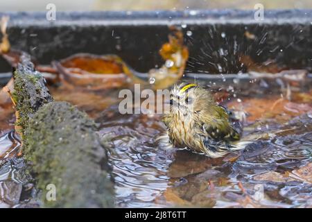 Gros plan de la nature, Royaume-Uni goldcrest oiseau (Regulus regulus) baignade dans le froid, l'eau d'hiver d'un jardin d'oiseaux bain fourni par les gens qui aiment la nature. Banque D'Images