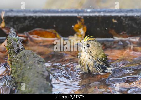 Gros plan de la nature, Royaume-Uni goldcrest oiseau (Regulus regulus) baignade dans le froid, l'eau d'hiver d'un jardin d'oiseaux bain fourni par les gens qui aiment la nature. Banque D'Images