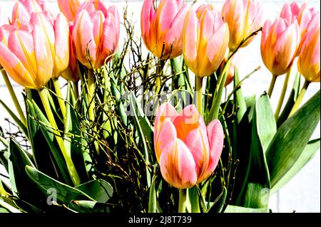 Bouquet coloré de tulipes; bec Tulpenstrauß Banque D'Images