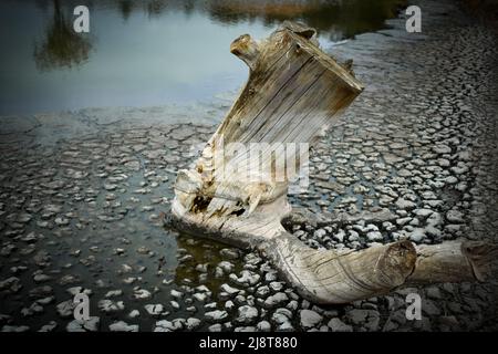 Souche d'arbre dans la boue dans un lac, une casserole ou un marais Banque D'Images