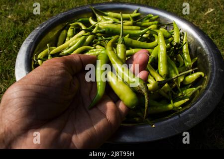 Les femmes qui tiennent des piments verts frais organiques sont nombreuses dans la pile. Légumes verts de couleur vert clair cultivés dans le froid en Inde, en Asie Banque D'Images