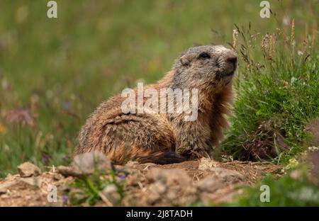 Marmot animal dans les Dolomites Banque D'Images