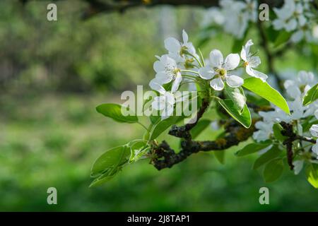 Branche de poire en fleur. Gros plan de fleur. Banque D'Images