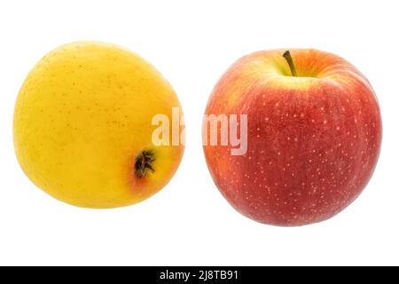Image de fruits mûrs deux pommes jaune et rouge Banque D'Images