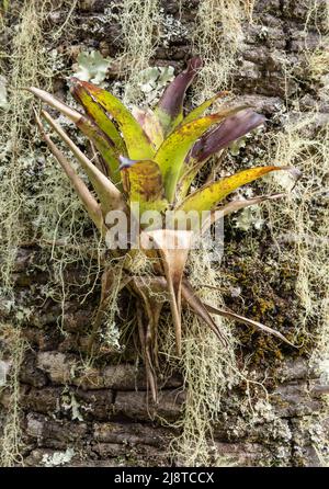 Broméliade dans un tronc d'arbre dans une forêt tropicale. Banque D'Images