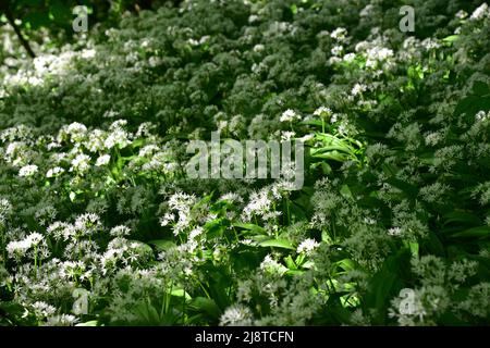 Ail sauvage en fleur, Crags de Hardcastle, West Yorkshire Banque D'Images