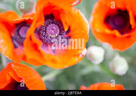 Coquelicot oriental (latin Papaver orientale) fleurs fleuries dans un jardin. 2022 Banque D'Images