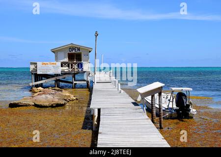 Sargassum (F. Sargassaceae) autour d'un quai avec un bateau amarré et une hutte sur pilotis à San Pedro, Belize, Caraïbes. Banque D'Images