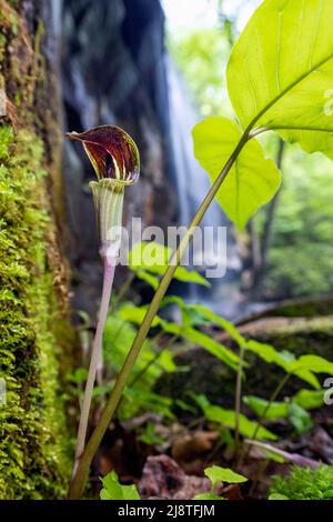 Jack-in-the-pulpit (Arisaema triphyllum) à Slick Rock Falls - Pisgah National Forest, près de Brevard, Caroline du Nord, États-Unis Banque D'Images