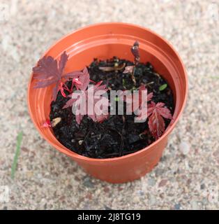 Plantules d'érable rouge japonais dans un pot Banque D'Images