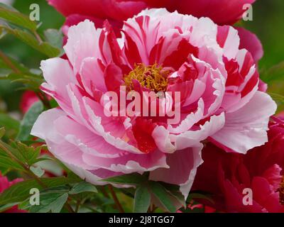 Gros plan d'une pivoine rose éclatante avec des pétales volants et un centre jaune doré. Les pétales ont des nuances de rose avec des stries roses plus foncées. Banque D'Images