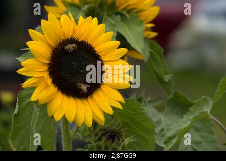 Un gros plan d'un tournesol jaune vif avec des feuilles vertes, et des abeilles mellifères toutes orientées vers l'appareil photo un arrière-plan flou avec espace de copie. Banque D'Images