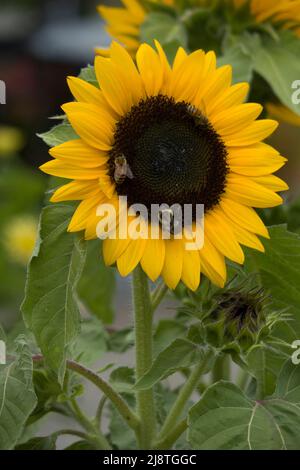 Un gros plan d'un tournesol jaune vif avec des feuilles vertes, et des abeilles mellifères toutes orientées vers l'appareil photo un arrière-plan flou avec espace de copie. Banque D'Images