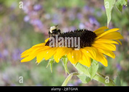 Un gros plan d'un tournesol jaune vif avec des feuilles vertes, et les abeilles mellifères face à la caméra un arrière-plan flou avec espace de copie. Banque D'Images