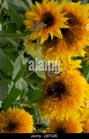 Beaux tournesols jaunes et un papillon Monarch silhouetté sur un fond flou. Banque D'Images