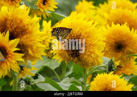 Beaux tournesols jaunes et un papillon Monarch silhouetté sur un fond flou. Banque D'Images