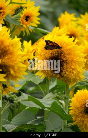 Beaux tournesols jaunes et un papillon Monarch silhouetté sur un fond flou. Banque D'Images