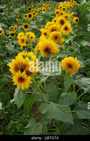 Beaux tournesols dans un champ de tournesols. Banque D'Images