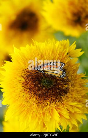 Beaux tournesols jaunes et un papillon Monarch silhouetté sur un fond flou. Banque D'Images