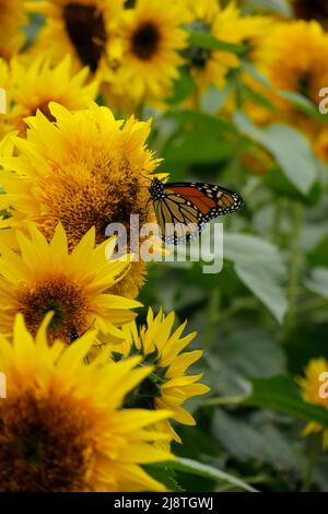 Beaux tournesols jaunes et un papillon Monarch silhouetté sur un fond flou. Banque D'Images