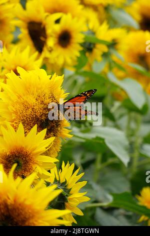 Beau tournesol jaune et un papillon Monarch silhouetté sur un fond flou. Banque D'Images