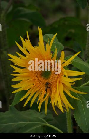 Beau tournesol jaune et une abeille miel silhouette sur un fond flou. Banque D'Images