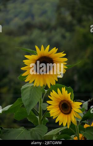 Beaux tournesols jaunes silhouettés sur un fond flou. Banque D'Images