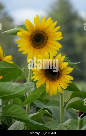 Beaux tournesols jaunes silhouettés sur un fond flou. Banque D'Images