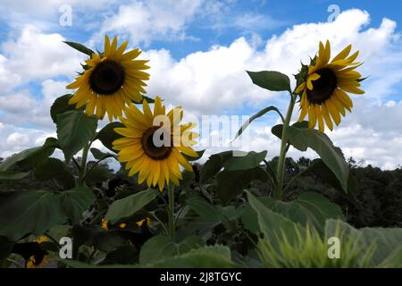 Beaux tournesols jaunes silhouettés contre un ciel bleu et des nuages. Banque D'Images