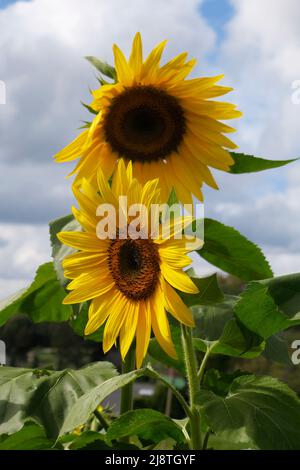 Beaux tournesols jaunes silhouettés contre un ciel bleu et des nuages. Banque D'Images