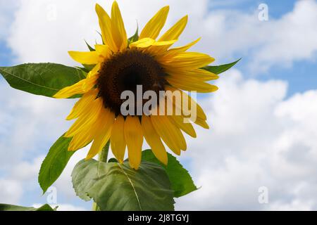 Beaux tournesols jaunes silhouettés contre un ciel bleu et des nuages. Banque D'Images