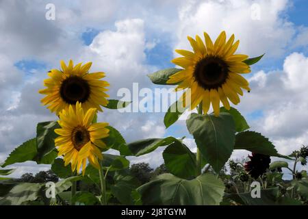 Beaux tournesols jaunes silhouettés contre un ciel bleu et des nuages. Banque D'Images