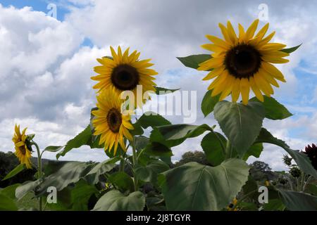 Beaux tournesols jaunes silhouettés contre un ciel bleu et des nuages. Banque D'Images