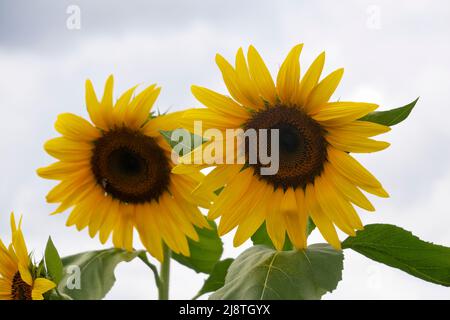 Beaux tournesols jaunes silhouettés contre des nuages blancs. Banque D'Images